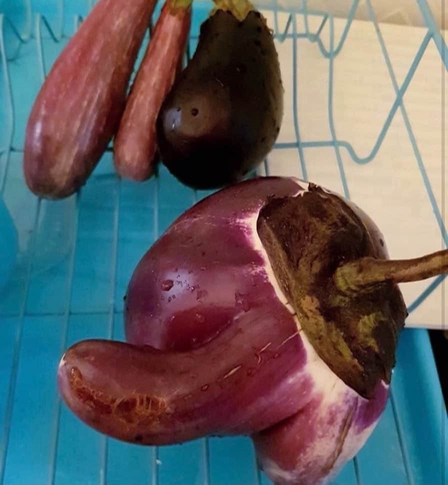 uglyfruitandvegさんのインスタグラム写真 - (uglyfruitandvegInstagram)「One 🍆 is not like the others. 😳 IG Pic by @jencastrotakesphotos」11月7日 10時11分 - uglyfruitandveg