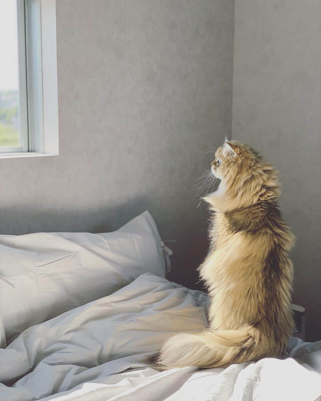 にこさんのインスタグラム写真 - (にこInstagram)「She enjoys the view from the bedroom windows  #cat #goodmorning #bedroom #autumn #persiancat #meerkat #ねこ #ベッド #外 #秋 #気になる #おはよう」11月7日 10時17分 - nikon.neko.official