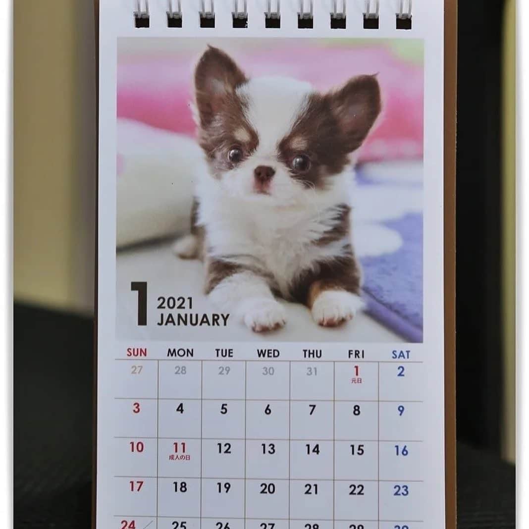 犬小屋??さんのインスタグラム写真 - (犬小屋??Instagram)「2021年ふしぎちゃんグッズ🥰 色々な、100均で販売されてます。 本当に嬉しい犬小屋ですが、当のふしぎちゃんは何もわかっておりません😊  #chihuahua  #犬小屋 #chihuahuasofinstagram  #dogstagram  #ちわわ大好き  #チワワ #100均  #カレンダー2021  #ふしぎすたぐらむ #チワワのいる暮らし」11月7日 10時32分 - tiwa1109