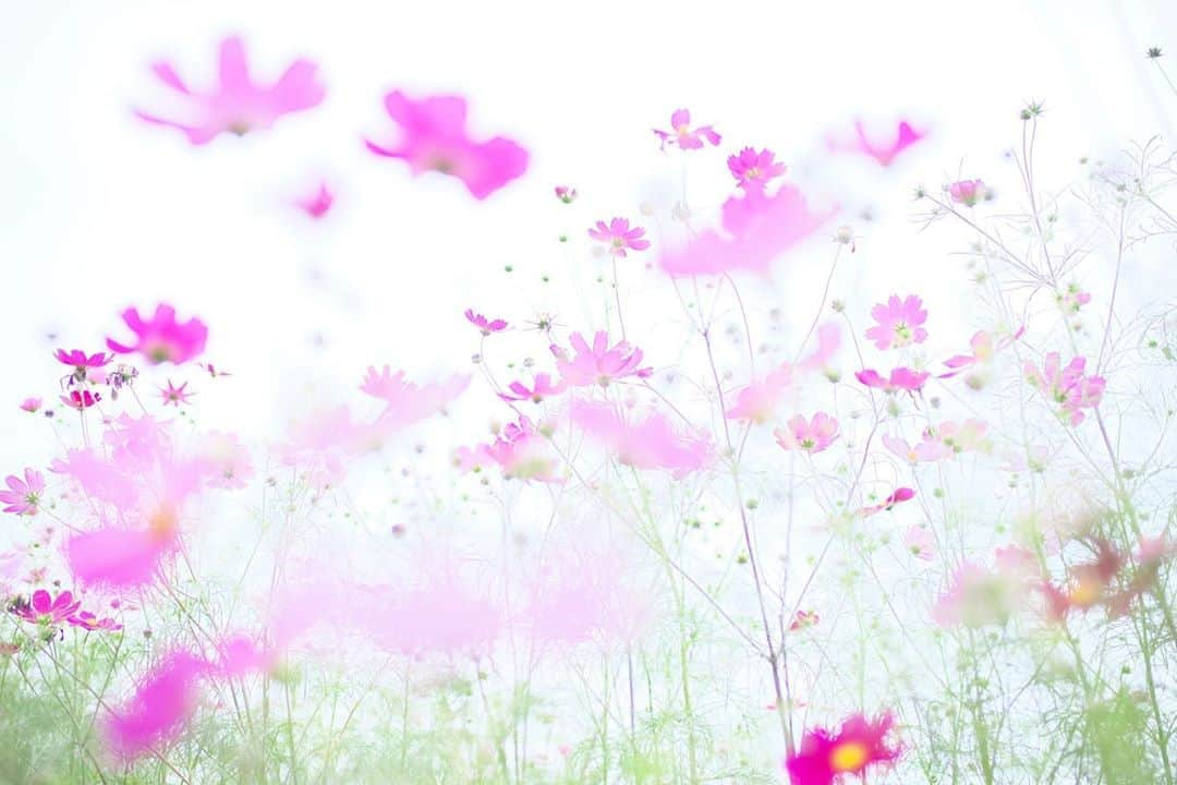 kiccyomuのインスタグラム：「☁️ 2020.11.07 Sat #高鼻展望花の丘 今年のストックから😊 #コスモス 🌸 #心に花を  今日は、秋🍁探し❣️ 週末土曜日…今日も元気に🤗  location #群馬 📷撮影 2020年10月03日」
