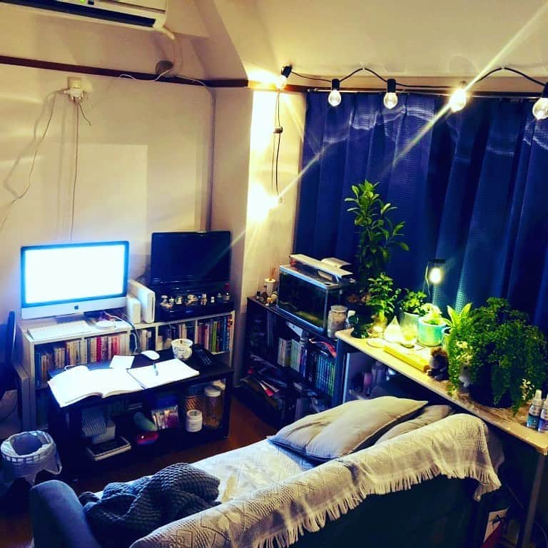 白珠イチゴのインスタグラム：「遠目で見ると植物はそこまで多いように見えないなあ。  #占い師  #占い師の日常  #部屋 #部屋作り  #1k  #一人暮らし #一人暮らし部屋  #一人暮らし女子  #ikea  #ikeahome  #無印 #無印良品  #水槽 #Apple #ソファ #観葉植物 #観葉植物インテリア  #観葉植物のある暮らし  #部屋紹介  #間接照明  #間接照明のある暮らし  #チェーンライト  #お洒落な部屋  #お洒落な部屋にしたい  #家具  #家具コーディネート」