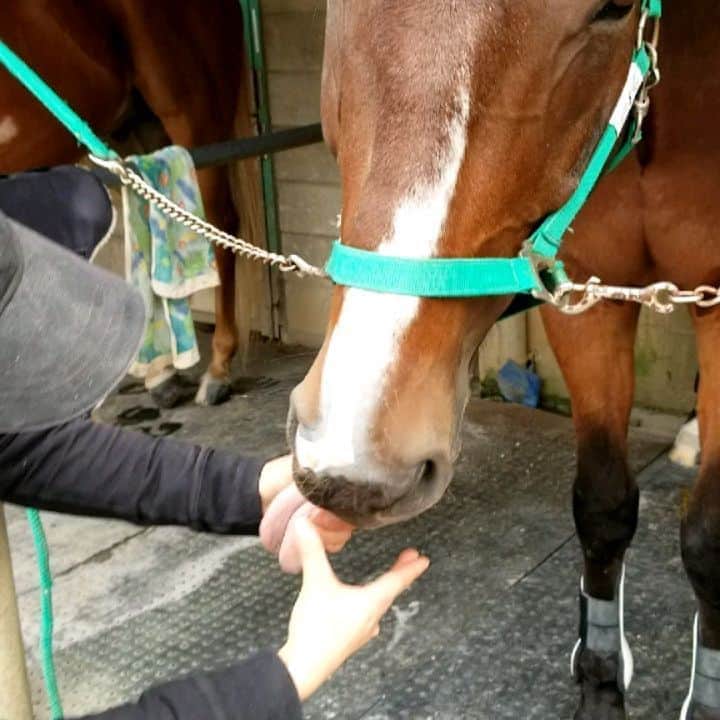 のインスタグラム：「新馬の　#ラインドライブ 　可愛い💕べろ出っぱなし。新馬のラインドライブ。洗い場で舌出しっ放し。めっちゃ可愛い(⋈◍＞◡＜◍)。✧♡　T先生が、ラインを舌だし遊びで可愛がっているところです。　今回きて2頭。#ヴィヴァルディ も、二人とも、とっても、懐っこくて可愛い✧♡」