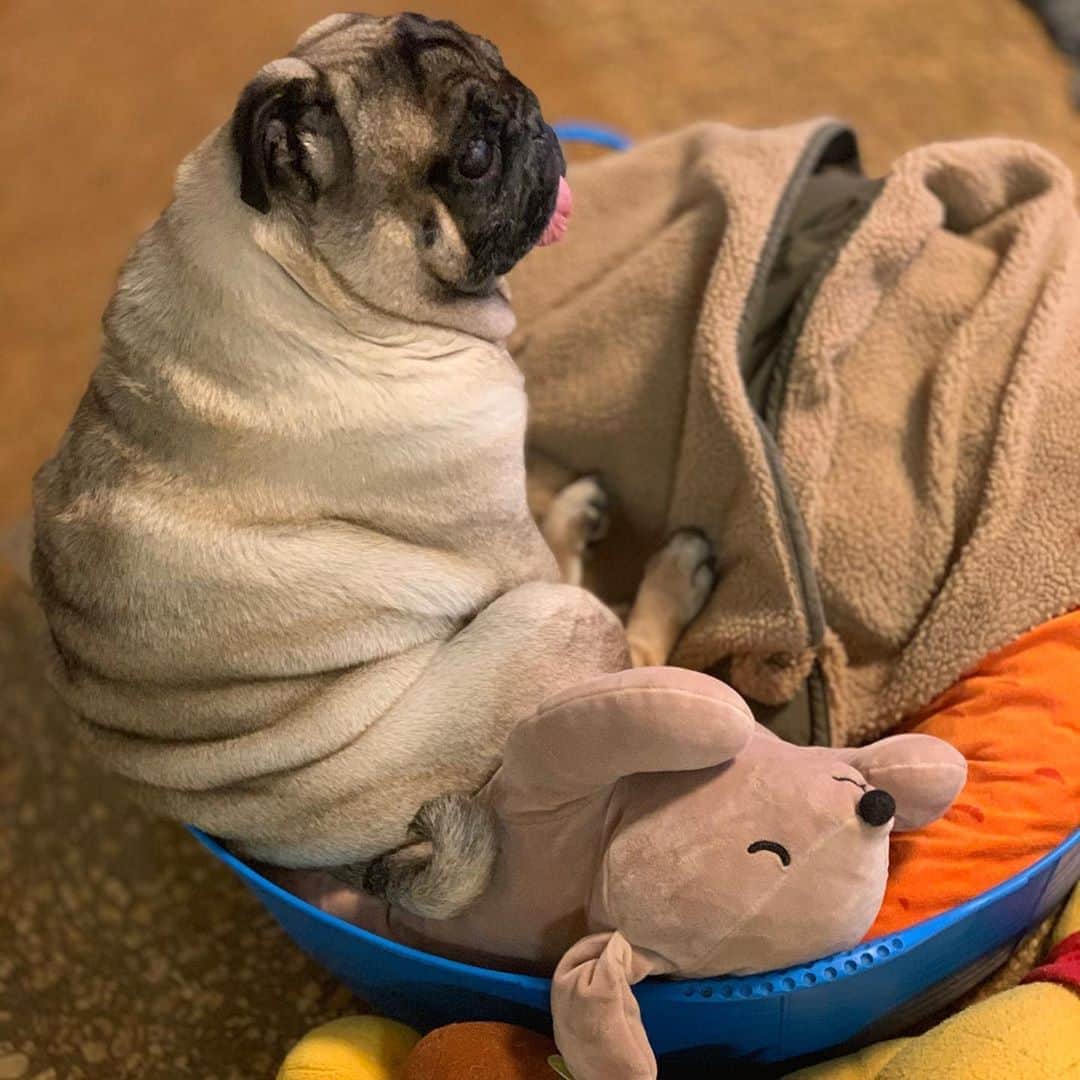 gontaさんのインスタグラム写真 - (gontaInstagram)「I'm still sleepy on Saturday evening😅#keelyafternoontea #Gonta2#speakpug #smilingpugs #pugjapan #pug #love #pugsofinstagram #zerozeropug #pugshit #worldofpug」11月7日 16時30分 - gehhah