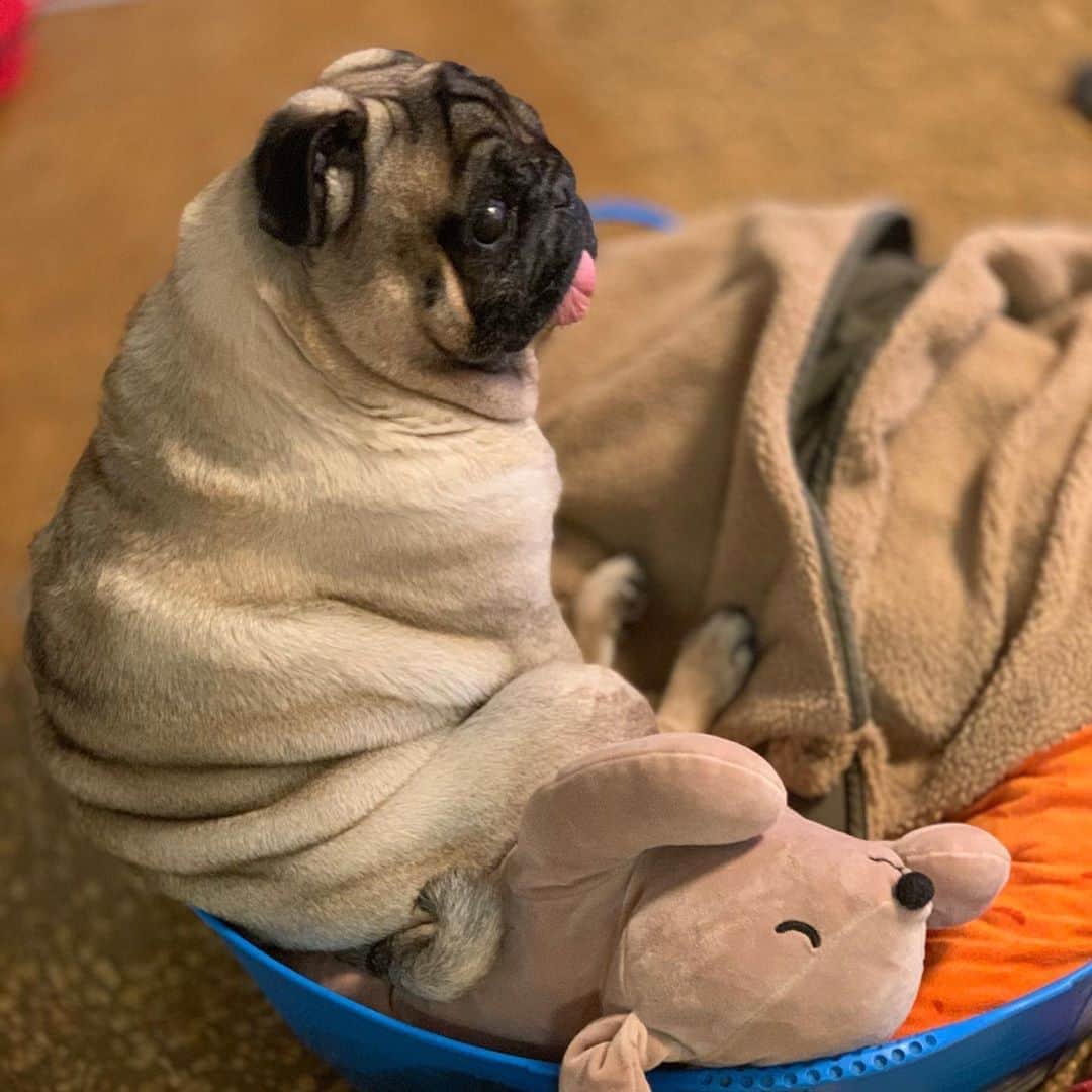 gontaさんのインスタグラム写真 - (gontaInstagram)「I'm still sleepy on Saturday evening😅#keelyafternoontea #Gonta2#speakpug #smilingpugs #pugjapan #pug #love #pugsofinstagram #zerozeropug #pugshit #worldofpug」11月7日 16時30分 - gehhah