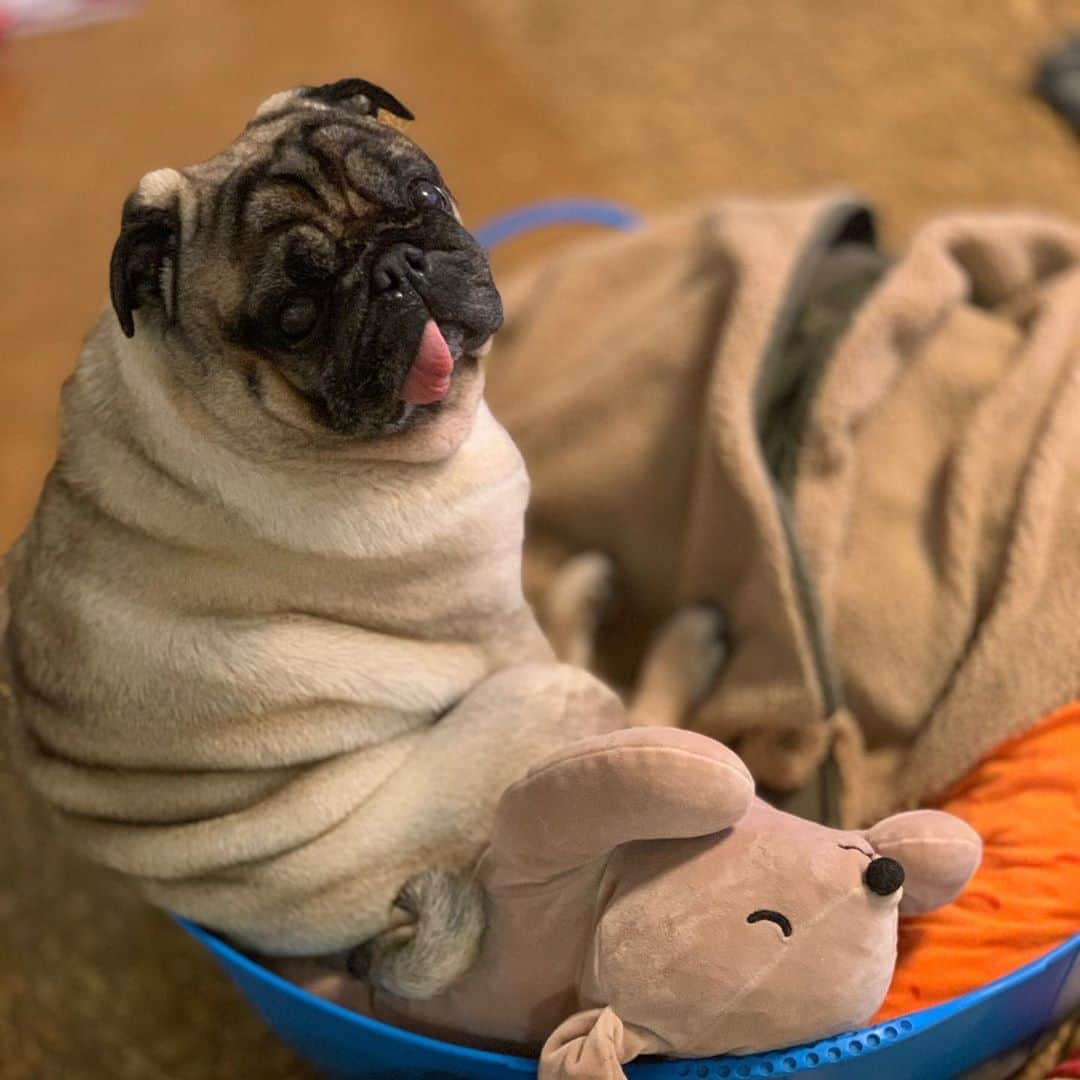 gontaさんのインスタグラム写真 - (gontaInstagram)「I'm still sleepy on Saturday evening😅#keelyafternoontea #Gonta2#speakpug #smilingpugs #pugjapan #pug #love #pugsofinstagram #zerozeropug #pugshit #worldofpug」11月7日 16時30分 - gehhah