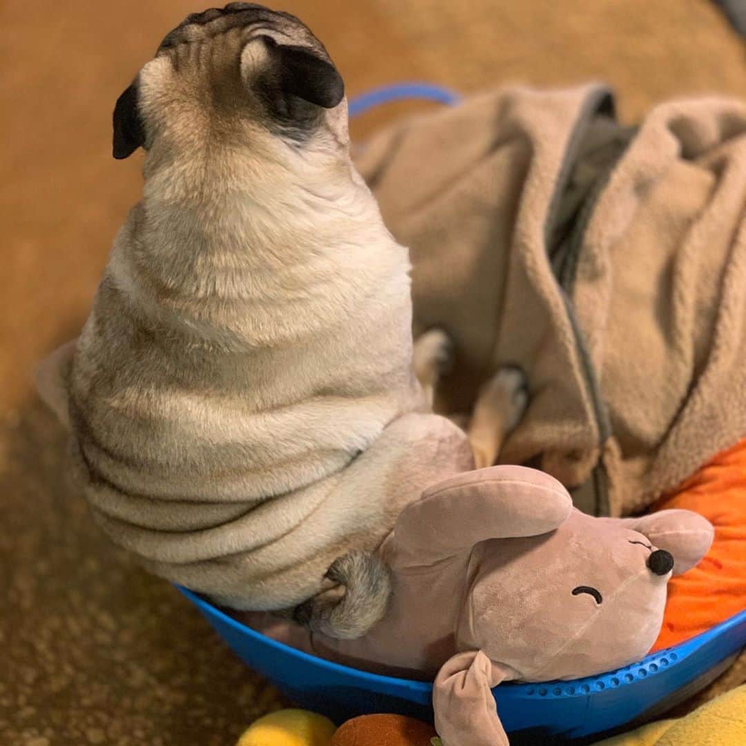 gontaのインスタグラム：「I'm still sleepy on Saturday evening😅#keelyafternoontea #Gonta2#speakpug #smilingpugs #pugjapan #pug #love #pugsofinstagram #zerozeropug #pugshit #worldofpug」