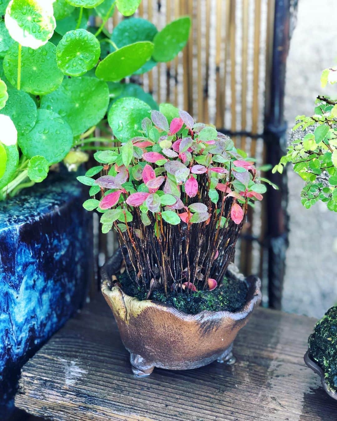 金成公信のインスタグラム：「カマツカ。キャワイイ。#カマツカ #盆栽 #bonsai #bonsaijapan #japanesebonsai #wabisabi #bonsailovers #bonsailife #bonsaitree #bonsaiart #bonsaigram #bonsaiworld #plants #tree #greenlife #greenlifestyle #苔 #moss #睡蓮 #睡蓮鉢 #ビオトープ #biotope #メダカ #waterlilybowls」