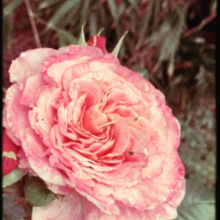 ヘイリー・ウェステンラのインスタグラム：「I have a rose named after me, the “Hayley Westenra” rose, which is the most magical, impossible to fathom, thing ever (it’s even won rose of the year, ahem)....and it’s currently in full bloom, I’ll have you know ✨✨✨ Video: my mama’s garden Pic: sent to me by my high school german teacher (hallo Frau Currie💁🏼‍♀️💜)」