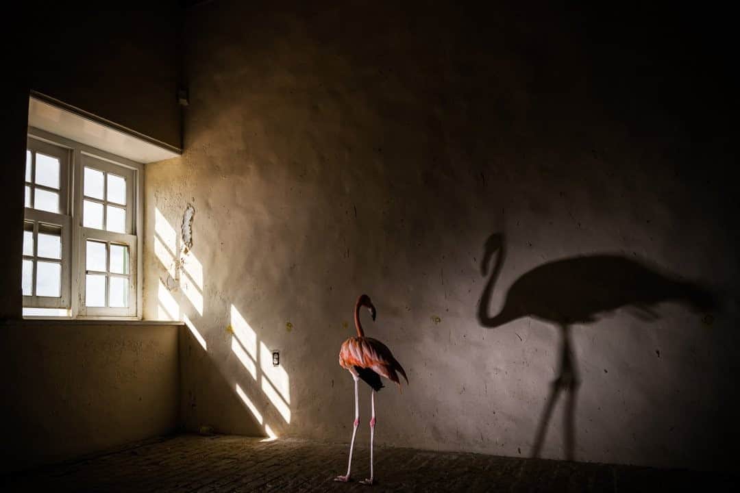 のインスタグラム：「Photo by @jasperdoest / Conservation mascot Flamingo Bob, as he's known, is seen in one the plantation mansions on Curaçao, a reminder of the island's colonial past. Curaçao was conquered by the Netherlands in the 17th century at a time when—and well into the 19th century—the region was dominated by slavery. The colonies served as military bases, trading posts, and plantations. ⠀ The relationship between the Netherlands and the Caribbean colonies changed in the second half of the 20th century, as residents became dissatisfied with the predominance of Dutch businesses in the economy of Curaçao while many people still lived in poverty. Eventually each island decided that a separate relationship with the Netherlands would be better. In October 2010 the Netherlands Antilles officially ceased to exist and Curaçao became an independent constituent country within the Kingdom of the Netherlands. This month marks 10 years of independence, yet the balance of this new status and the retention of the old connections still results in a complex relationship. ⠀ ⠀ Since my father was born on Curaçao, the story of Flamingo Bob is also a tribute to my own history. It is also a celebration of something positive that transcends this complex history. The story of Flamingo Bob is a reminder that individual actions, driven by love and empathy, can have an enormous impact on the world around us—something this world needs, more than ever. Follow @jasperdoest to learn more about Flamingo Bob. #flamingobob #meetbob #flamingo #birdrescue #curacao  Check out Nat Geo's link in bio for more on this story.」