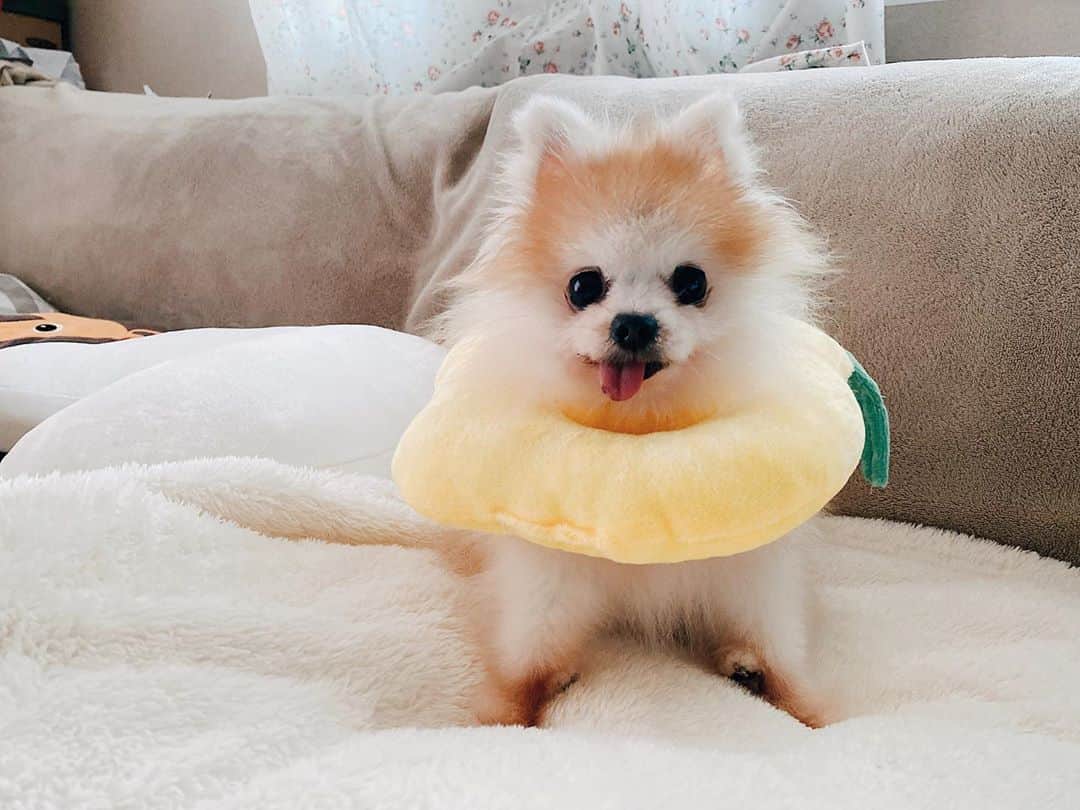 r_oseのインスタグラム：「🍋🍋🍋〰️ #littleposer」
