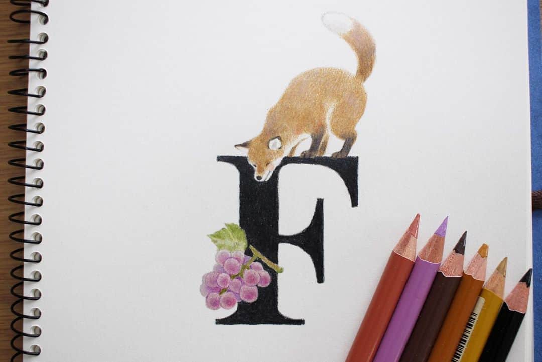 Tomoko Shintaniのインスタグラム：「Letters “F” 🦊🍇 . 甘そうじゃ。 Look sweet💜 . #letters #fox #fables #holbeinartistscoloredpencil #karismacolorpencils .」