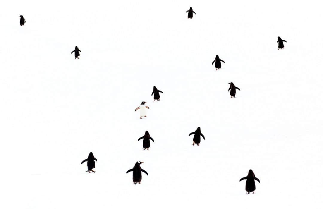 National Geographic Travelさんのインスタグラム写真 - (National Geographic TravelInstagram)「Photo by @Jonathan_Irish / I call this image "Go Your Own Way." While on assignment in Antarctica, I was endlessly amused at the character of the resident penguins. They are such funny little creatures, each with their own peculiarities and personalities. I found so much joy sitting for hours with my camera at either end of the penguin highways (well-trodden pathways they use to move between their breeding colonies and the water). On this snowy morning I noticed one little gentoo penguin going against the flow of traffic, which spoke to my heart. It’s not always easy to walk to the beat of one’s own drum, but to me this little penguin epitomized that spirit. Now, whenever I look back at this memory, I am reminded once again to always follow my dreams, no matter what the rest of the colony is doing.」11月7日 12時35分 - natgeotravel