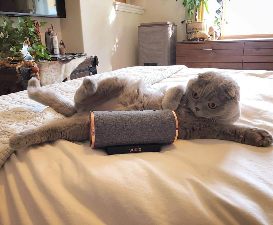 Millaさんのインスタグラム写真 - (MillaInstagram)「Every morning I wake up, get ready for my jazzercise, turn up my @sudio bluetooth speaker 🔊 ...and lay next to it for an hour and let the heavy bass massage my body! 😹 My hoomans use it for the amazing sound during their quarantine home workouts! 🏋🏻‍♂️ ———————————————— You can get your own during Sudio’s biggest STYW sale of the year PLUS an additional 10% off using code MILLA10! 🎁 From speakers 2 headphones... they have it all! ✔️ ———————————————— The Femtio Speaker 🔊 includes: - Dual device pairing - IPX 6 (waterproof) - Microphone for calls - USB-C charging  PURRRRFECT AS A HOLIDAY GIFT! 🎄 #MillaTheCat #Sudio #SudioMoments #bluetoothspeaker」11月7日 12時36分 - millathecat