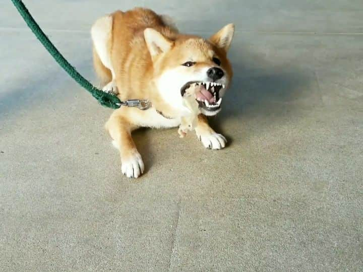 柴犬たま Shibainu Tamaのインスタグラム