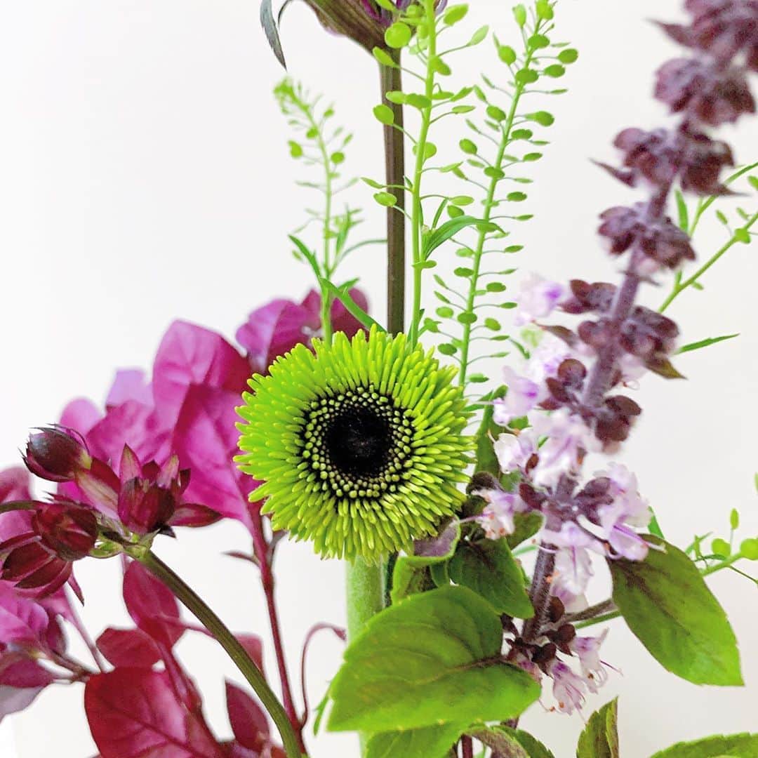 久保陽香さんのインスタグラム写真 - (久保陽香Instagram)「﻿ ﻿ ｢あら、あなた素敵ね｣と﻿ 思わず手に取ったお花はグリグリ﻿ ﻿ グリグリに引き寄せられて入った店内で﻿ またさまざまなお花たちと出会いました﻿ それぞれ個性があって楽しいね〜🥳﻿ ﻿ ﻿ #flower﻿ #ガーベラ﻿ #ガーベラグリグリ ﻿ #アルテルナンテラ﻿ #アストランチア﻿ #スターオブファイヤー﻿ #タラスピ﻿ #アフリカンブルーバジル﻿ #くぼお花」11月7日 12時54分 - kubo_haru