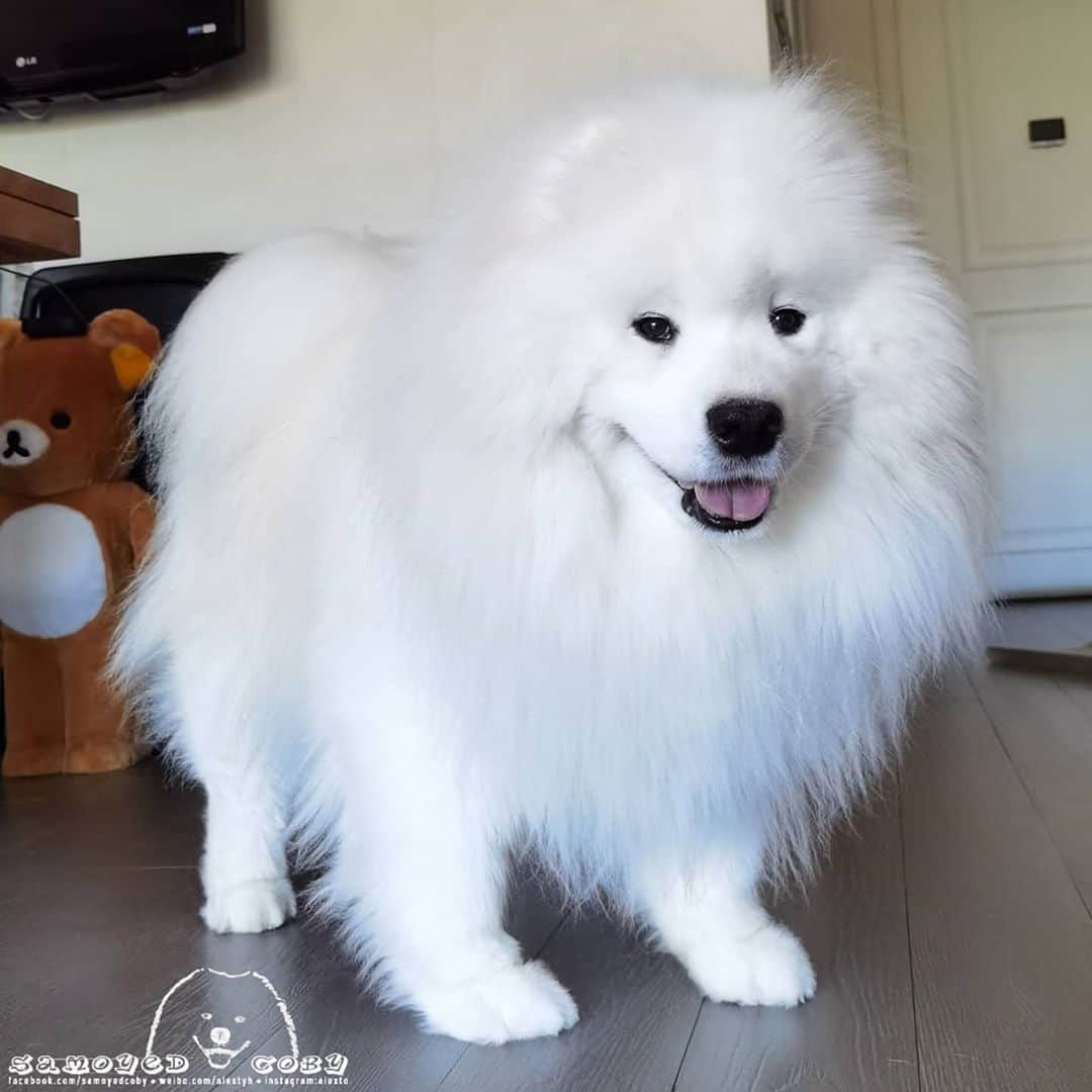 Alex Toのインスタグラム：「😘😘😘 #cute #dog #doglover #dogsofinstagram #dogoftheday #dogofthedayjp #dogstagram #fluffy #hkig #hongkong #ilovemydog #instadog #instagood #instamood #instagraphy #shibainu #samoyedoninstagram #pet #petlovers #petsofinstagram #petstagram #photooftheday #puppy #pupsofinstagram #samoyed #samoyedsofinstagram #webstagram #犬 #サモエド」