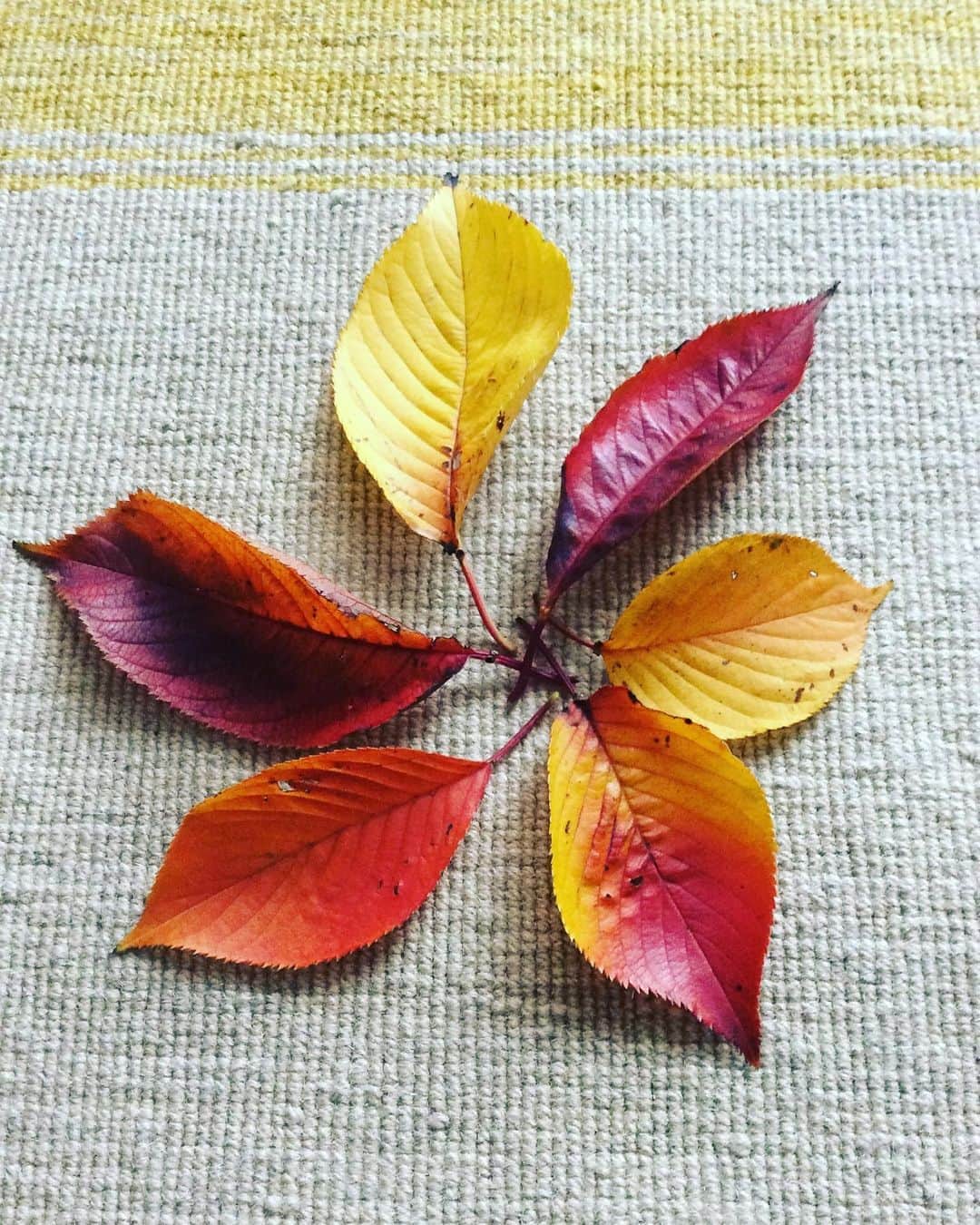 野島健児さんのインスタグラム写真 - (野島健児Instagram)「帰り道の秋を 拾い集めて うちに広げて 紅葉楽しんでます」11月7日 13時32分 - nojima_kenji