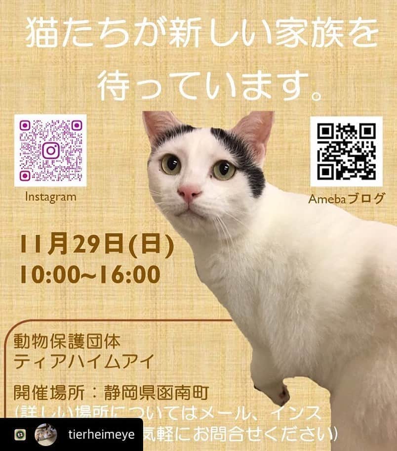 Kachimo Yoshimatsuさんのインスタグラム写真 - (Kachimo YoshimatsuInstagram)「静岡の函南町のティアハイムアイで譲渡会があります。 細いナナクロみたいなコウタくんも待っています。1匹でも多くの猫に幸せが訪れますように。  #tierheimeye #neko #猫 #保護猫 #函南町」11月7日 13時40分 - kachimo