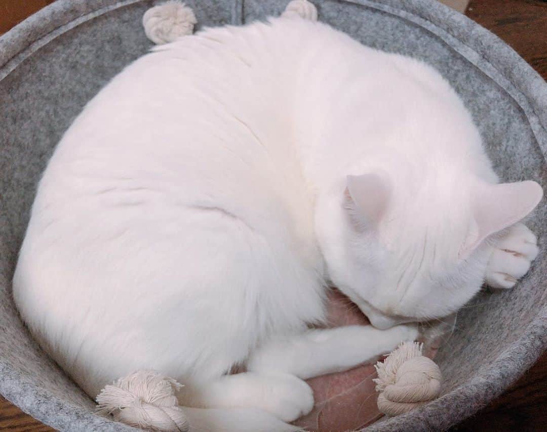 秋田知里のインスタグラム：「毎日可愛すぎるんだよなあ #みかんとふう #猫 #猫のいる暮らし #ねこすたぐらむ #ねこ #ネコ #cat #白猫 #オッドアイ #双子」