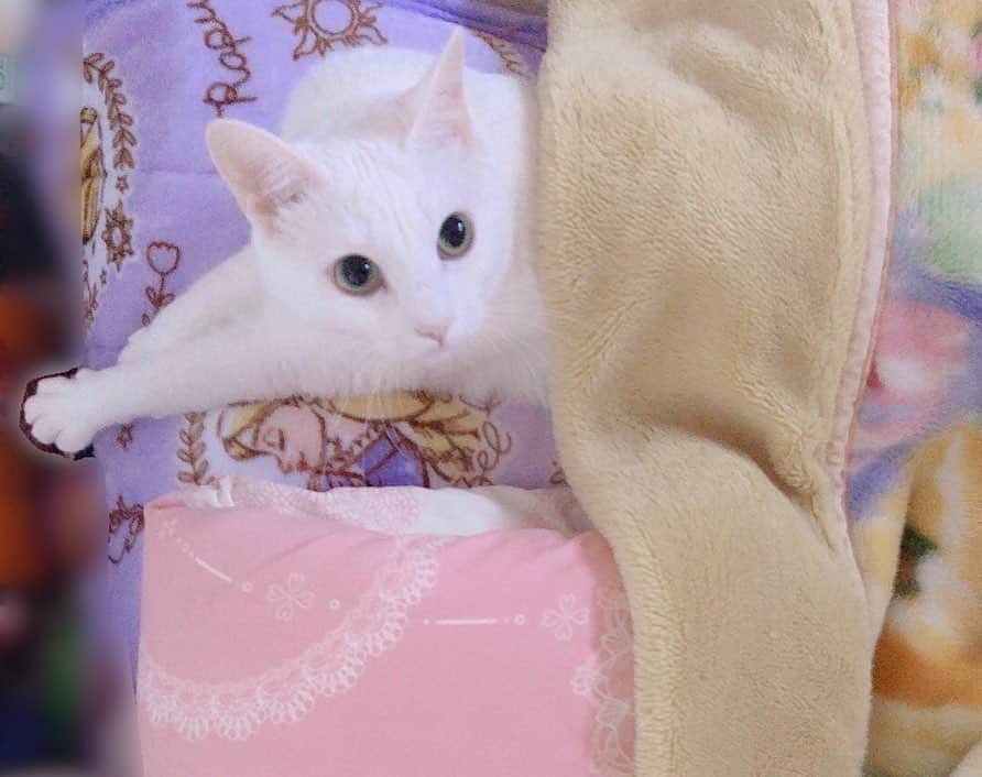 秋田知里さんのインスタグラム写真 - (秋田知里Instagram)「毎日可愛すぎるんだよなあ #みかんとふう #猫 #猫のいる暮らし #ねこすたぐらむ #ねこ #ネコ #cat #白猫 #オッドアイ #双子」11月7日 13時46分 - akitachisato_official