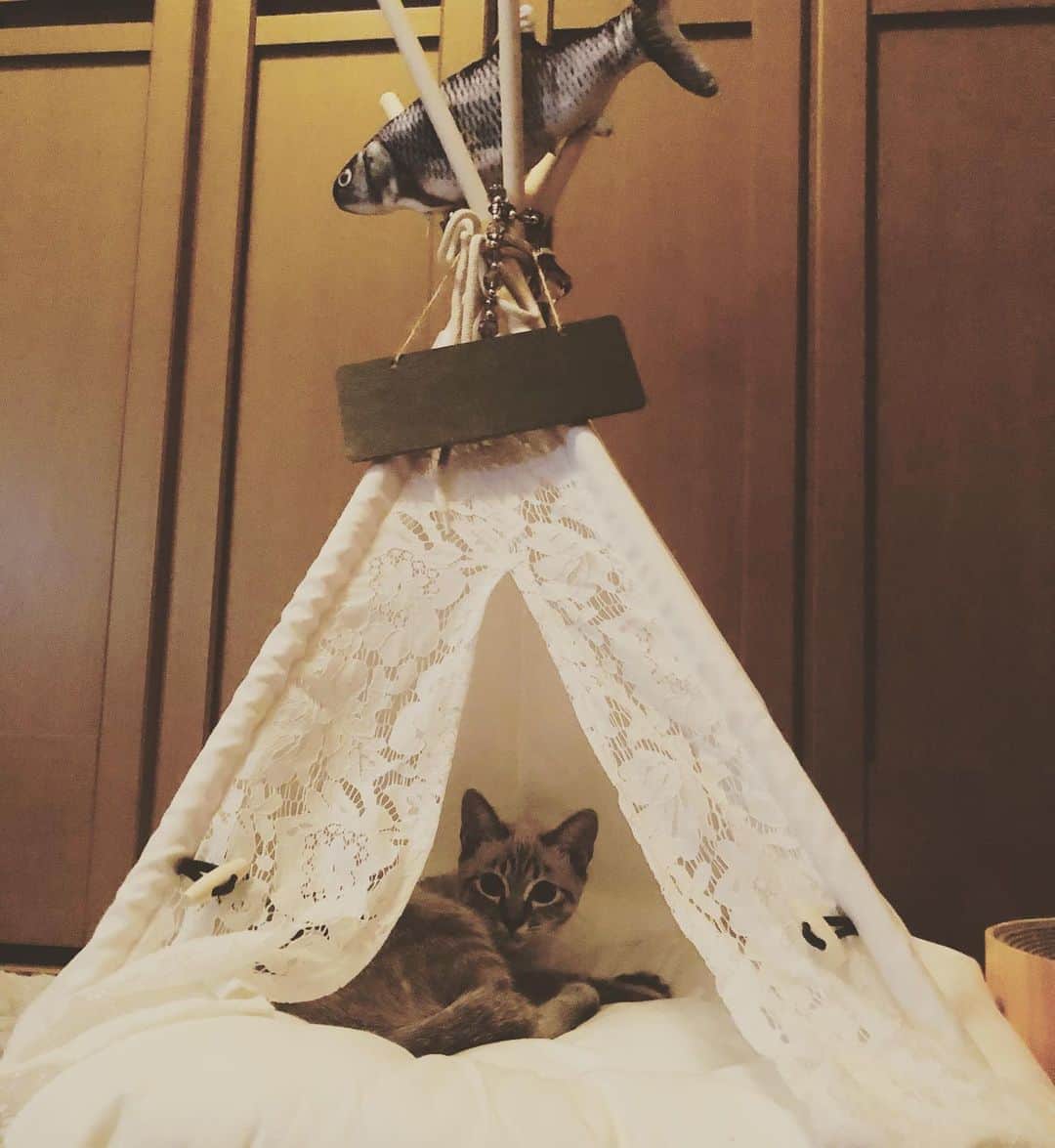 のインスタグラム：「ももさん 買ったテントではじめて寝てくれた🐱🎪 #こねこ #成長期」