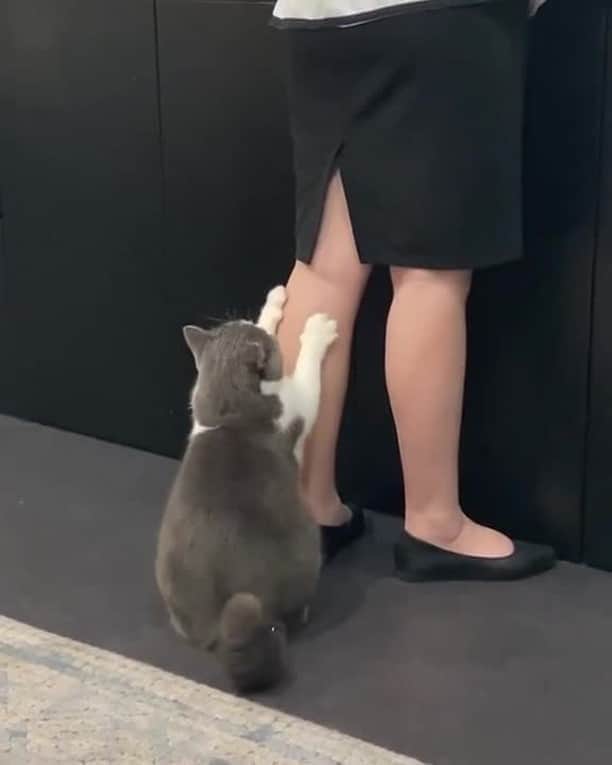 Aww Clubのインスタグラム