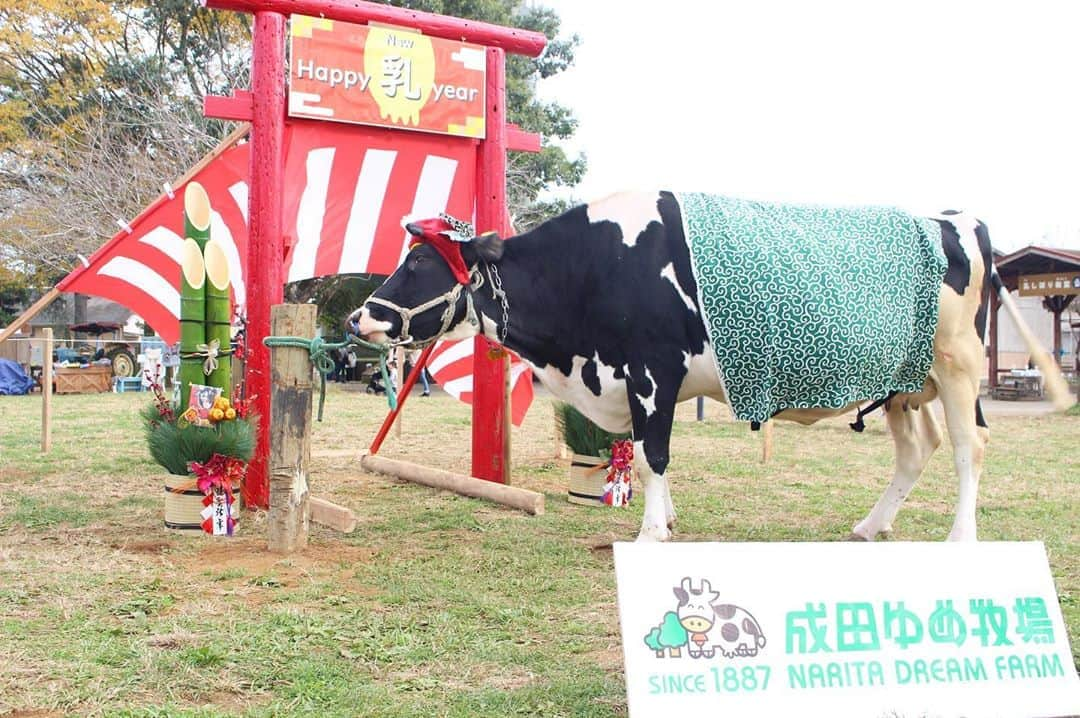 成田ゆめ牧場さんのインスタグラム写真 - (成田ゆめ牧場Instagram)「【🎍来年は丑年🐄】  11月7日(土)から、29日(日)までの土日祝限定で 「干支フォト」を開催します🎍 来年の年賀状用に、縁起の良い「ウ獅子舞」と記念撮影はいかがですか？！  #詳しくはhpで  #お正月 #年賀状  #あけおめ #牛 #成田ゆめ牧場  #牧場 #千葉県 #成田 #おでかけ  #naritadreamfarm #farm #farmstagram #happynewyear」11月7日 14時16分 - yumebokujo