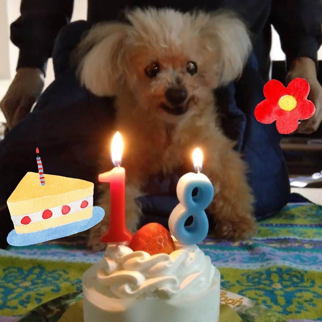 愛内里菜のインスタグラム：「パインちゃん🐻﻿ おめでとう🎂💐❣️❣️❣️❣️❣️﻿ ﻿ 人間でいうと﻿ 88歳だよ🐻😌﻿ ﻿ ﻿ Twitter﻿ @RRikakakiuchi﻿ ﻿ アルバム「Ring」﻿ 各配信サイトよりリリース！﻿ ﻿ R/垣内りかオフィシャルHPより﻿ WEBショップがオープン　﻿ ﻿ ✨活動20周年記念✨﻿ 😆YouTube開始！チャンネル登録よろしくね😆﻿ 愛内里菜改め「R〜アール」オフィシャルチャンネル﻿ ﻿ ﻿ 😆TikTokも開始！フォローよろしくね😆﻿ R_愛内里菜﻿ https://www.tiktok.com/@r_aiuchirina_official﻿  ﻿ ﻿ #トイプードル　#長寿　﻿ #誕生日﻿ #18歳　#愛犬﻿ #愛内里菜はRとして再始動﻿ #歌ってみた﻿ #Cover﻿ #弾いてみた﻿ #カラオケ﻿ #ライブ﻿ #愛内里菜 改め#R として #歌手 再始動﻿ #垣内りか #垣内倶楽部 #バンド #バンド名 ﻿ #ライブハウス #ライブ #一体化 #絆 #盛り上がりたい #会いたい﻿ #感謝 #リスタート #アニバーサリー#20周年﻿ #YouTube﻿ #ユーチューバー#TikTok﻿」
