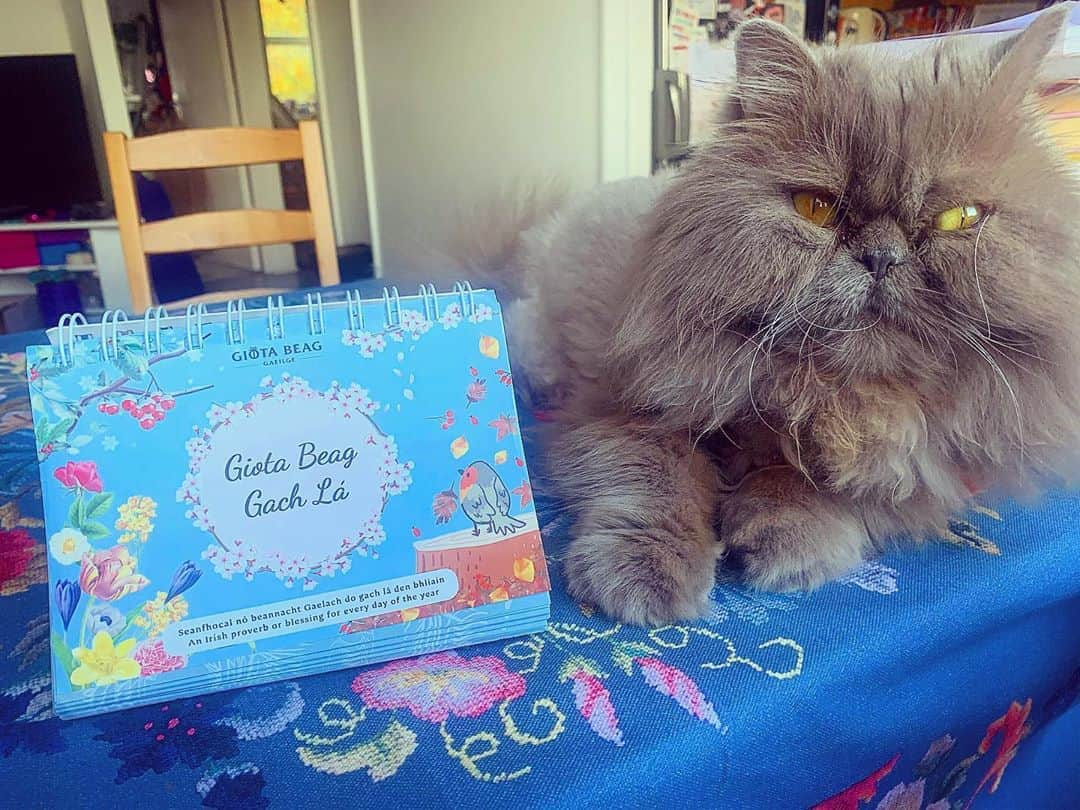 イヴァナ・リンチのインスタグラム：「Go raibh maith agat to my friend @gaeilgelepad and @giotabeaggaeilge for this fab calendar consisting of an Irish proverb a day (and that happens to match Puff’s tablecloth impressively)! 🇮🇪💚 I’ve spent the past hour looking through this and they range from being thought-provokingly profound to downright nonsensical and strange, aka it perfectly captures the Irish spirit! I’ve never even heard half of them but will enjoy practicing my Irish in 2021 with these! Great gift for any Irish lovers you know or if you’re someone who wants to reconnect to your heritage ☘️ Check out @giotabeaggaeilge on Etsy! #gaeilgelepád #seanfhocal」