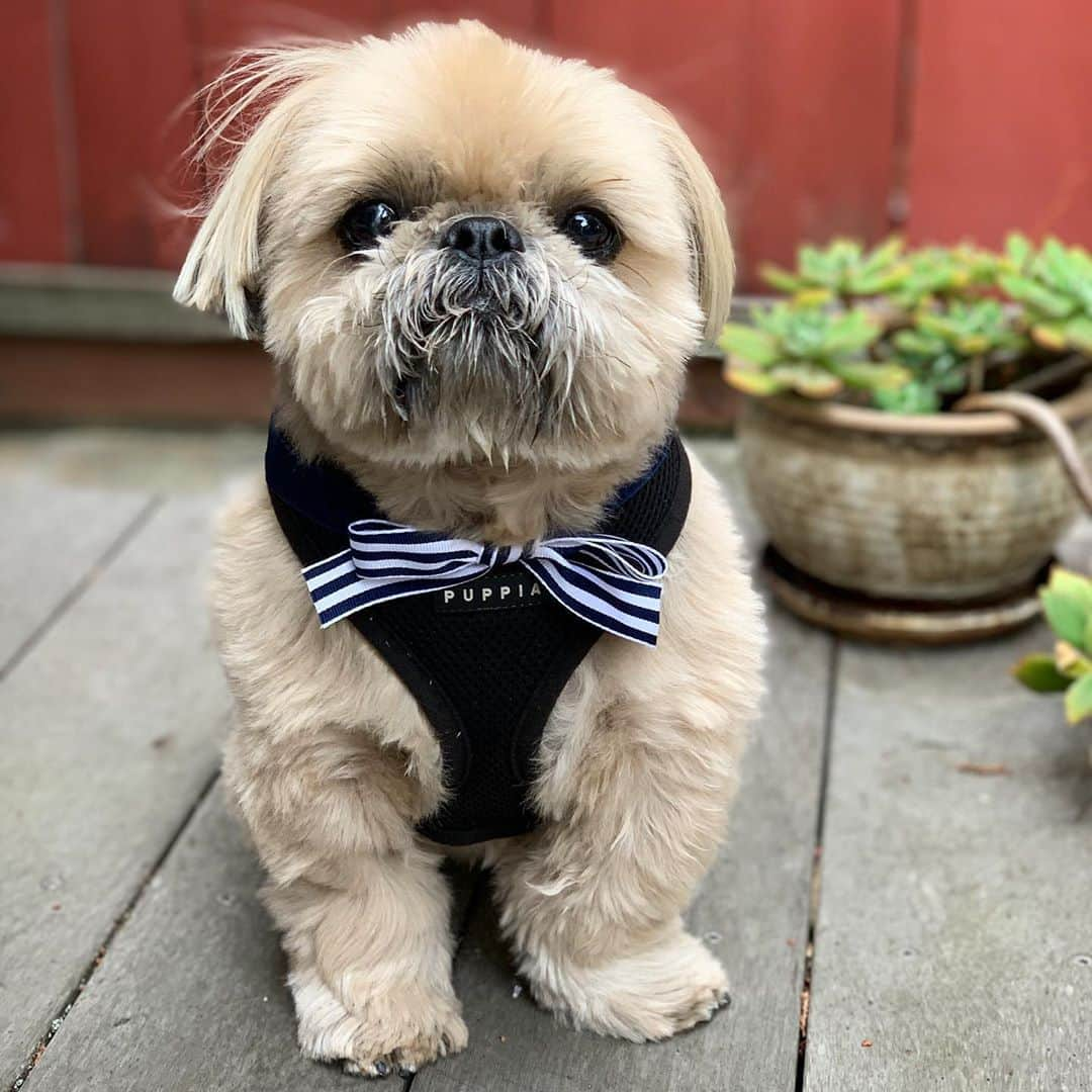 Dougie the Shih Tzuさんのインスタグラム写真 - (Dougie the Shih TzuInstagram)「Got bowed on the walk. Thanks @momosflowersandmore ❤️」11月8日 0時20分 - dailydougie