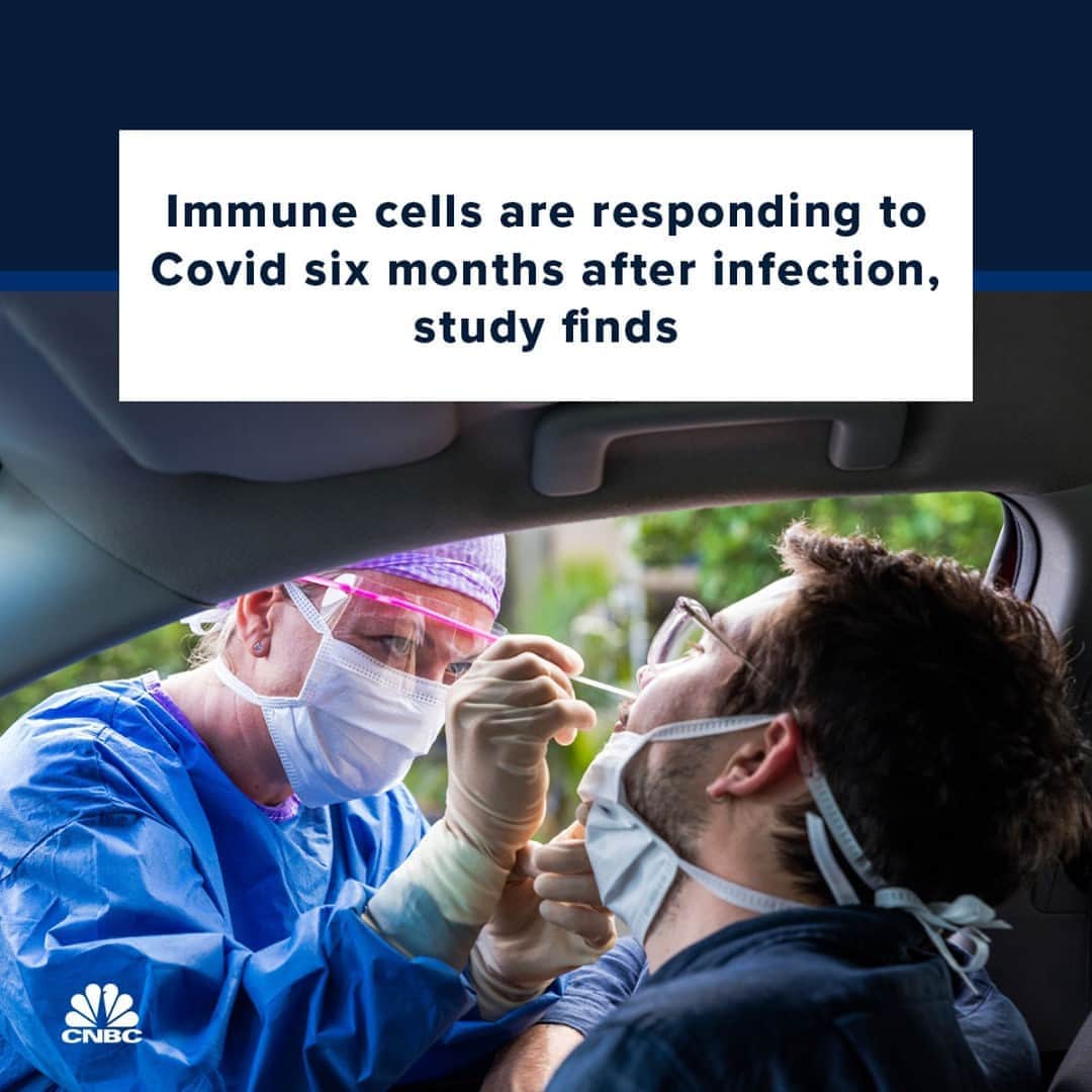 CNBCさんのインスタグラム写真 - (CNBCInstagram)「Cellular, or “T-cell,” immunity against Covid-19 is likely to be present within most adults six months after primary infection, a new study said.⁠ ⁠ T-cells are a part of our immune system that attack cells which have been infected with a virus or other kind of pathogen and they help other antibody-producing cells in the immune system. Scientists have been investigating T-cell responses to the coronavirus to see how lasting any immune response might be in individuals who have caught, and recovered from, Covid-19.⁠ ⁠ The study found, however, that “the size of T-cell response differed between individuals, being considerably (50%) higher in people who had experienced symptomatic disease at the time of infection six months previously.” The study has not yet been published in a medical journal or peer-reviewed.⁠ ⁠ Full details at the link in bio.」11月8日 0時20分 - cnbc