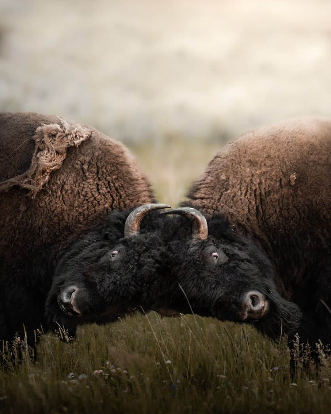 Discoveryさんのインスタグラム写真 - (DiscoveryInstagram)「The bison rut has come to an end in Yellowstone National Park. Males will sniff the air as they search for females to pursue, which is often followed by other bulls challenging them for mating rights. Being around rutting bulls is often referred to as the most dangerous scenario for visiting tourists. While many visitors think bison are slow and docile, the increased aggression during rutting season can result in tourists getting charged and, at times, gored. Like all wildlife, it's important to keep a safe distance to avoid harm to yourself or the animal! Discovery.com/NationalBisonDay   Photo + Caption: Jeff Brenner (@jeff.n.brenner)  #nationalbisonday #bisonofinstagram #yellowstonenationalpark #wildlife_perfection #natureismetal」11月8日 0時31分 - discovery