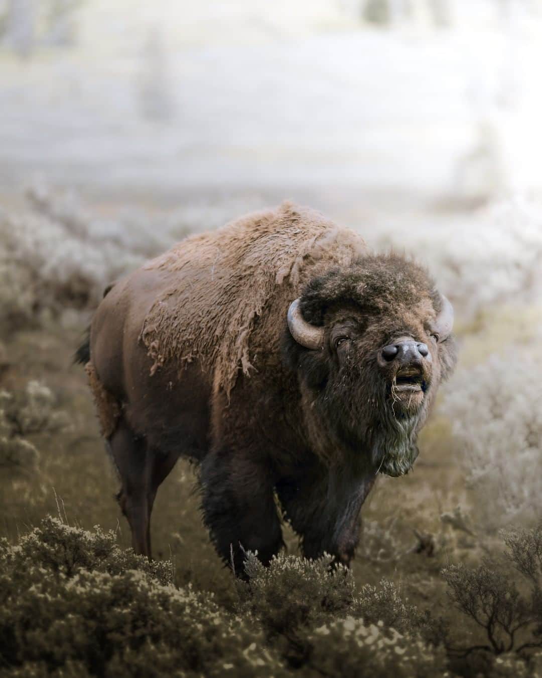 Discoveryさんのインスタグラム写真 - (DiscoveryInstagram)「The bison rut has come to an end in Yellowstone National Park. Males will sniff the air as they search for females to pursue, which is often followed by other bulls challenging them for mating rights. Being around rutting bulls is often referred to as the most dangerous scenario for visiting tourists. While many visitors think bison are slow and docile, the increased aggression during rutting season can result in tourists getting charged and, at times, gored. Like all wildlife, it's important to keep a safe distance to avoid harm to yourself or the animal! Discovery.com/NationalBisonDay   Photo + Caption: Jeff Brenner (@jeff.n.brenner)  #nationalbisonday #bisonofinstagram #yellowstonenationalpark #wildlife_perfection #natureismetal」11月8日 0時31分 - discovery