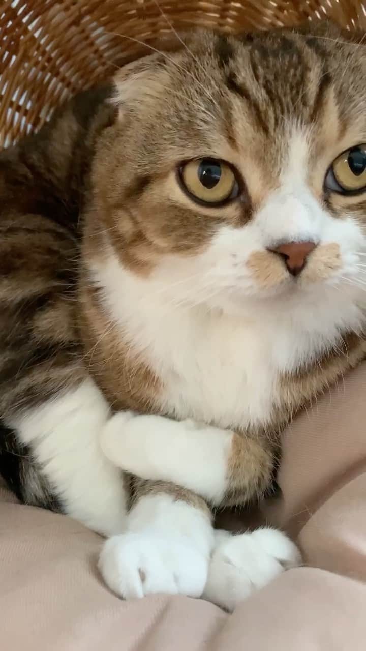 のインスタグラム：「Yoga Poses 😳  何これ〜！ 一体どうなってるの？😂  #weeklyfluff #cat #kawaii #meowed #catsofinstagram #9gag #catoftheday #yoga #scottishfold #tabbycat #catsofworld #ado」