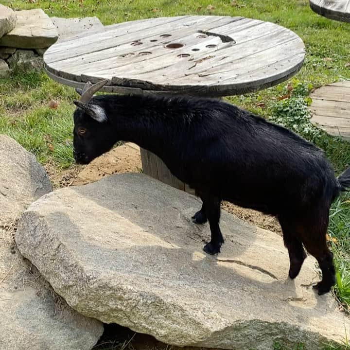 シェリ・ムーン・ゾンビのインスタグラム：「Have a nice day😊 Claire, Randy & Daisy sure are 🐐 🐐 🐐 #goatlove #rescuegoats #weekendvibes」