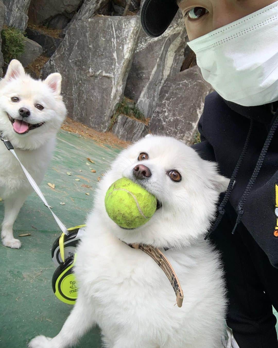 チン・ジュヒョンさんのインスタグラム写真 - (チン・ジュヒョンInstagram)「#토요일 에 애기들이랑 🐶 #강아지#애견#산책#스피츠」11月7日 16時31分 - jinjuhyung_