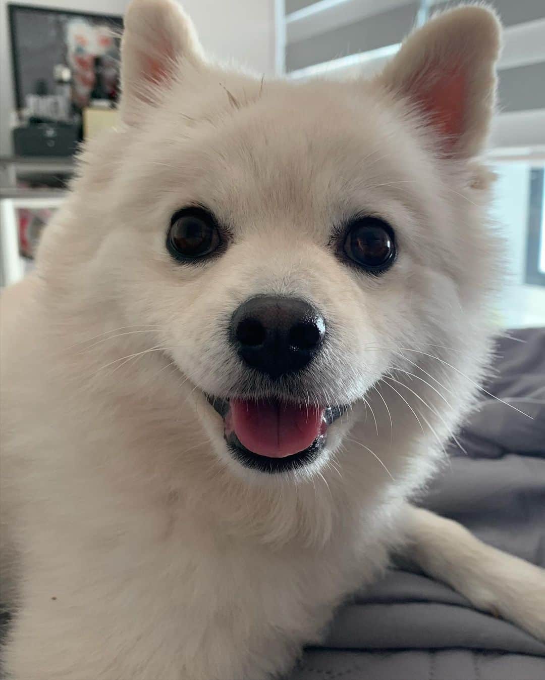 チン・ジュヒョンさんのインスタグラム写真 - (チン・ジュヒョンInstagram)「#토요일 에 애기들이랑 🐶 #강아지#애견#산책#스피츠」11月7日 16時31分 - jinjuhyung_