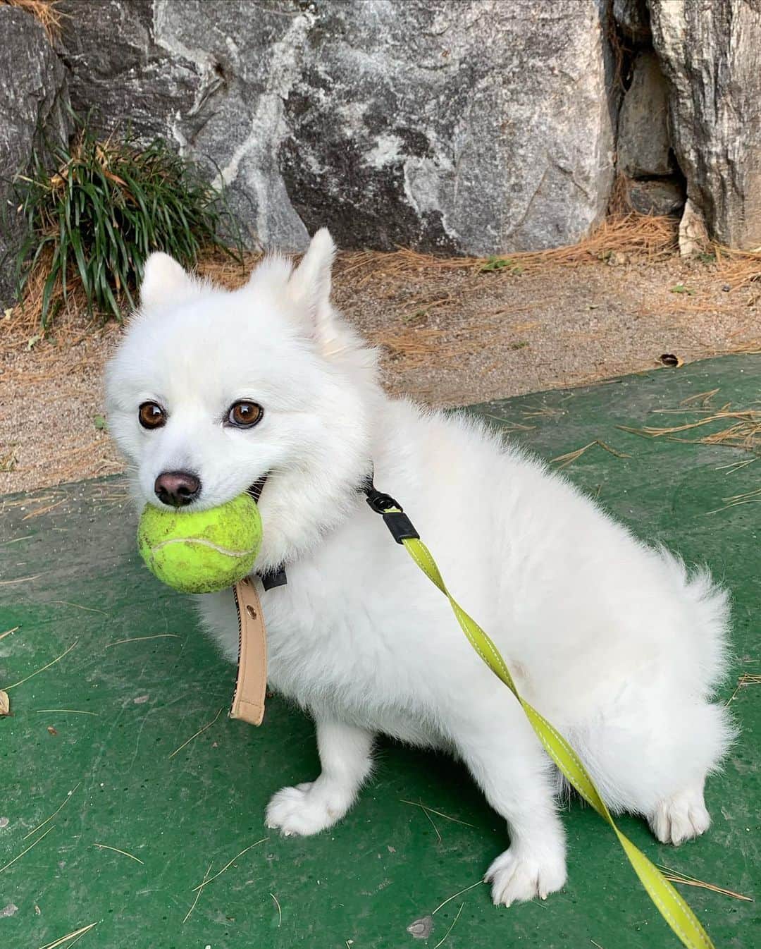チン・ジュヒョンさんのインスタグラム写真 - (チン・ジュヒョンInstagram)「#토요일 에 애기들이랑 🐶 #강아지#애견#산책#스피츠」11月7日 16時31分 - jinjuhyung_