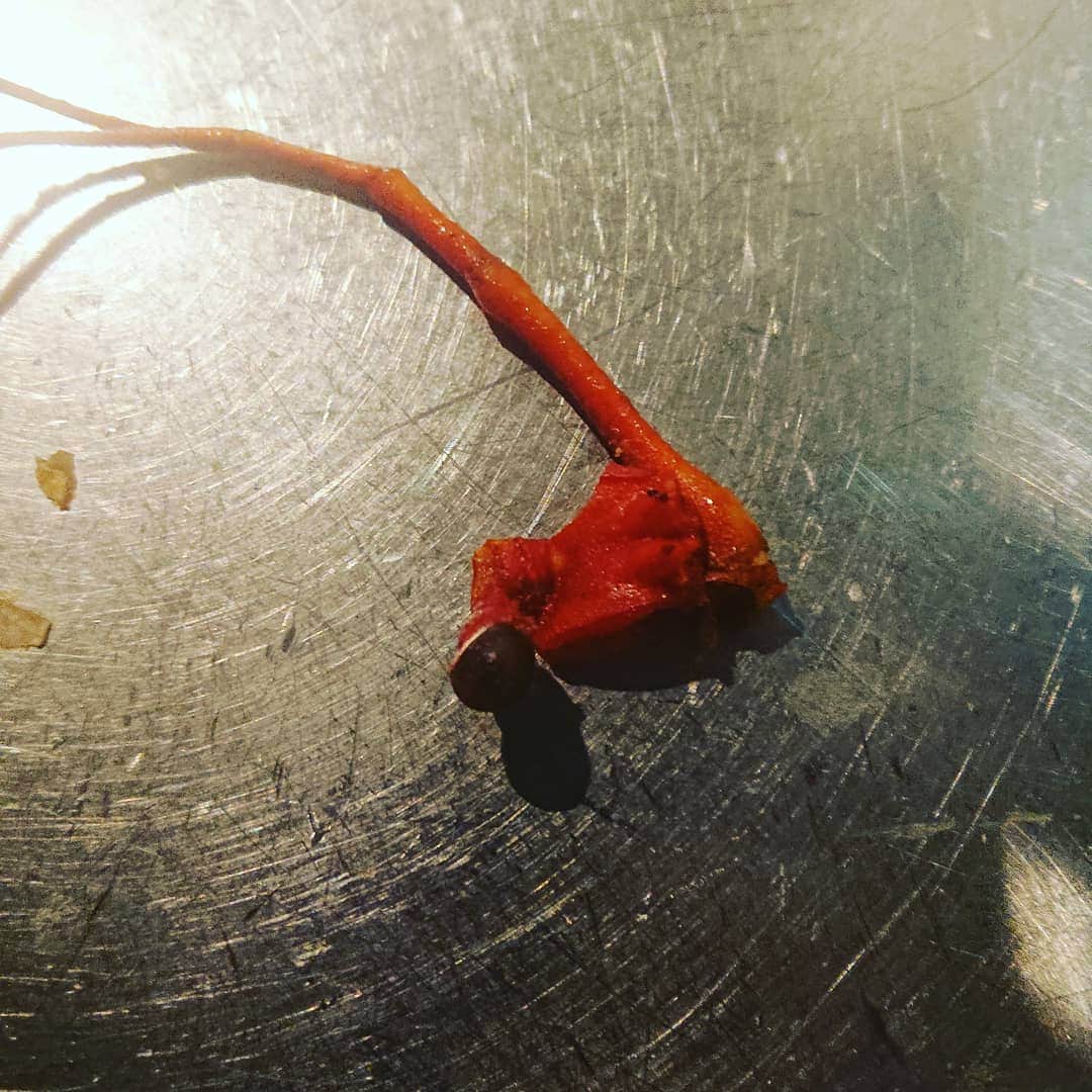 HEY!たくちゃんのインスタグラム：「#鬼滅の刃#:伊勢海老」