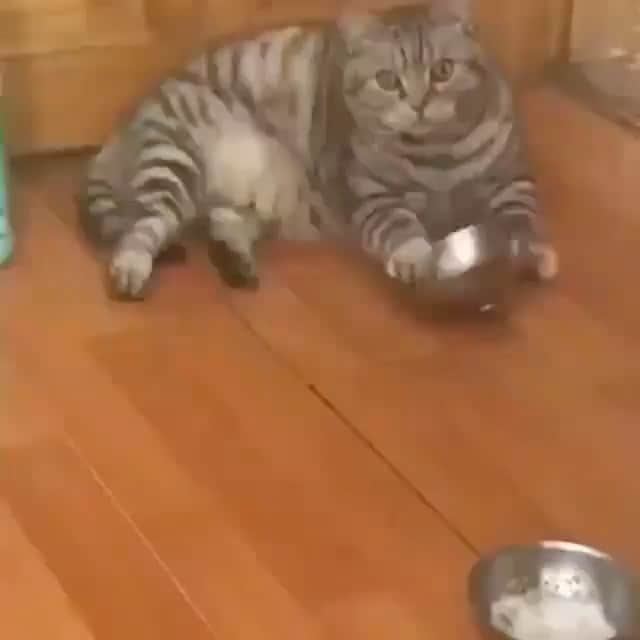 のインスタグラム：「#caturday 🐌🐌 #noresultsyet?」