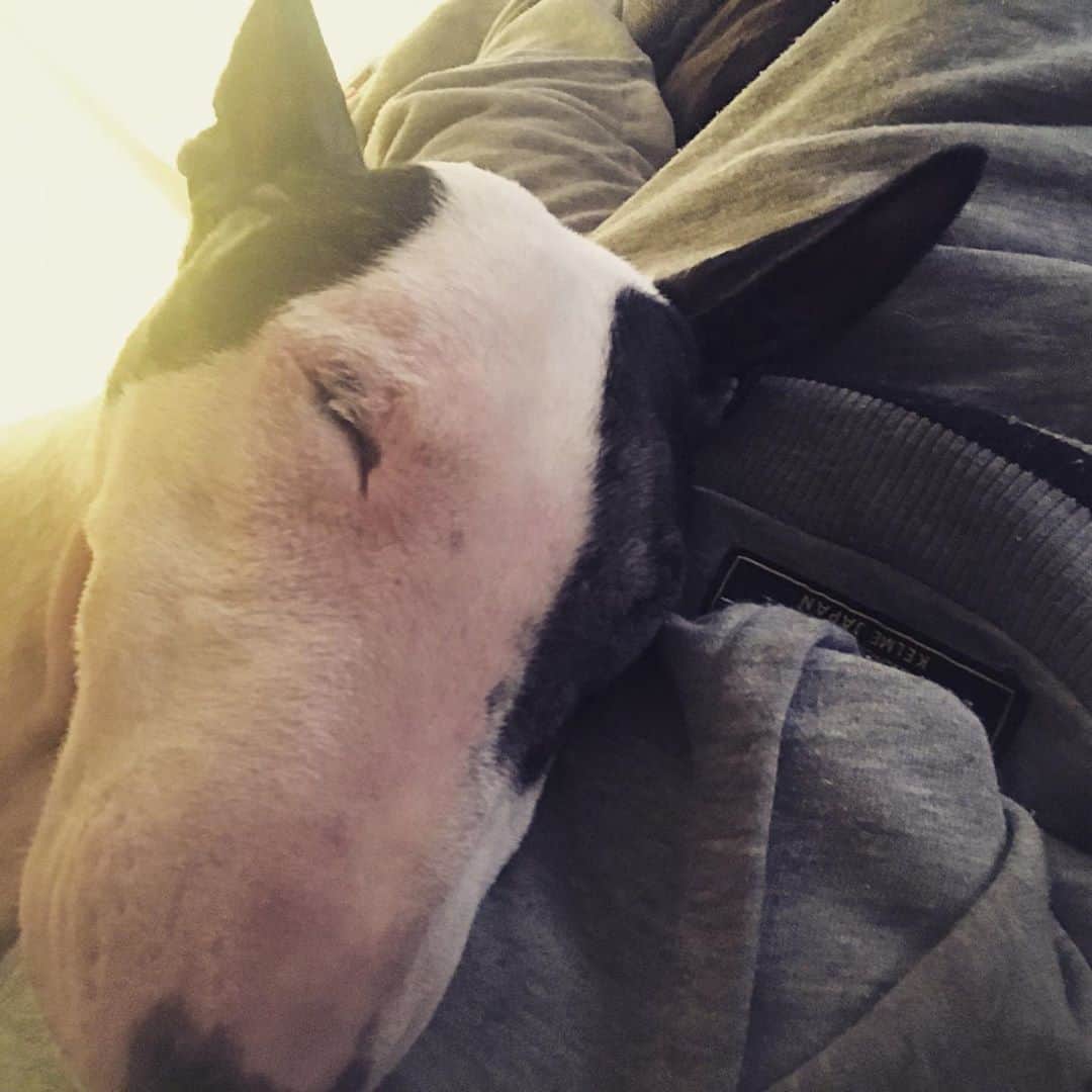 Q太郎さんのインスタグラム写真 - (Q太郎Instagram)「#minituru#bull#terrier#minibullterrier#miniturubullterrier#dog#dogstagram#cute#qtaro#love#family#ミニチュア#ブルテリア#ミニチュアブルテリア#Q太郎」11月7日 17時06分 - qtaro.jun
