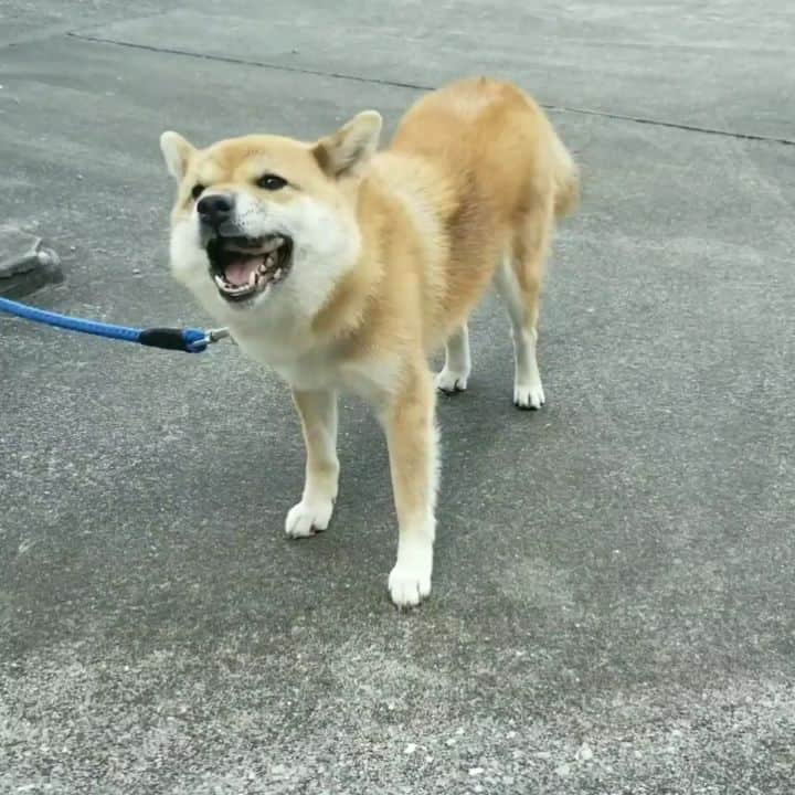 柴犬たま Shibainu Tamaのインスタグラム