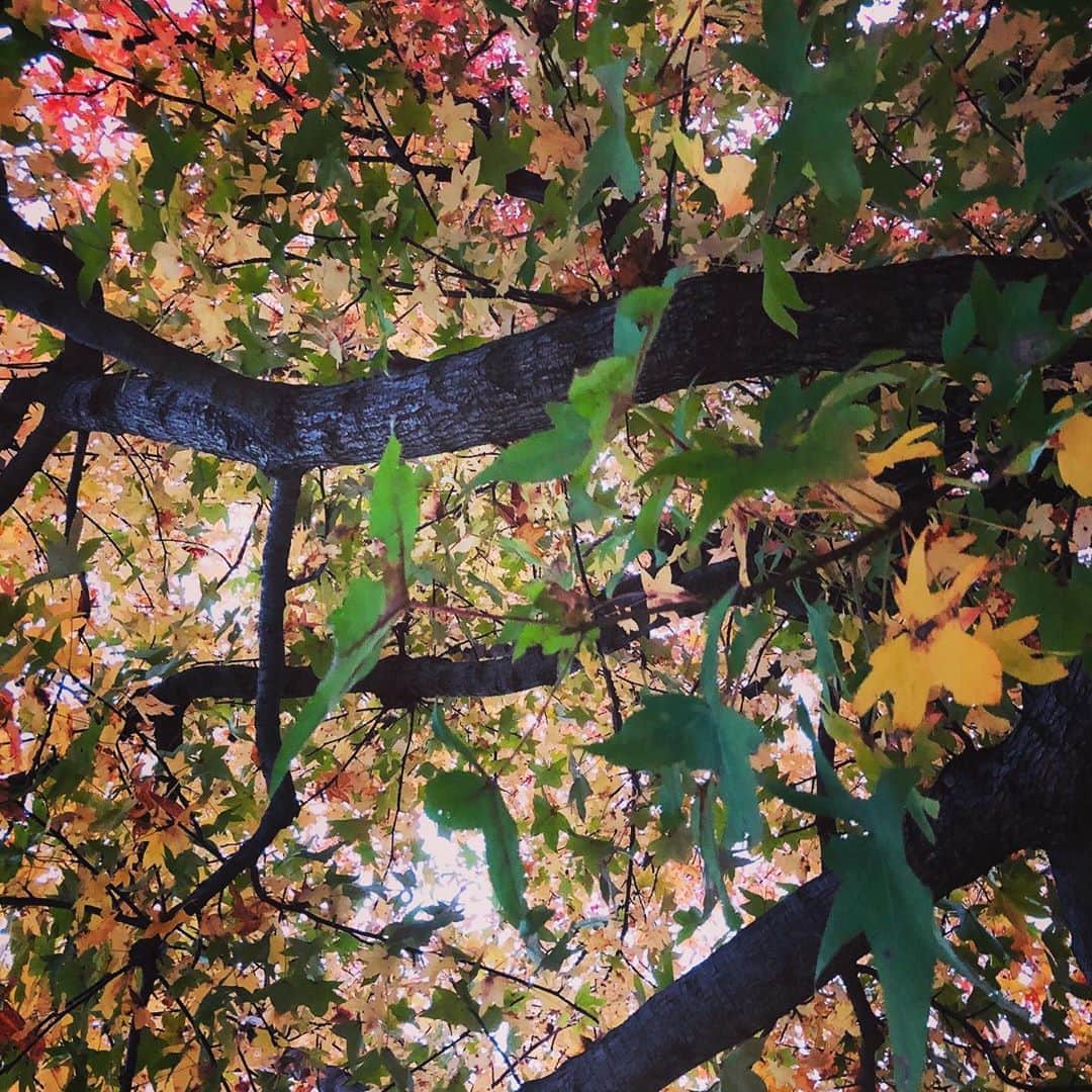 コンドウアキのインスタグラム：「上のほうから秋の深まり #紅葉🍁」