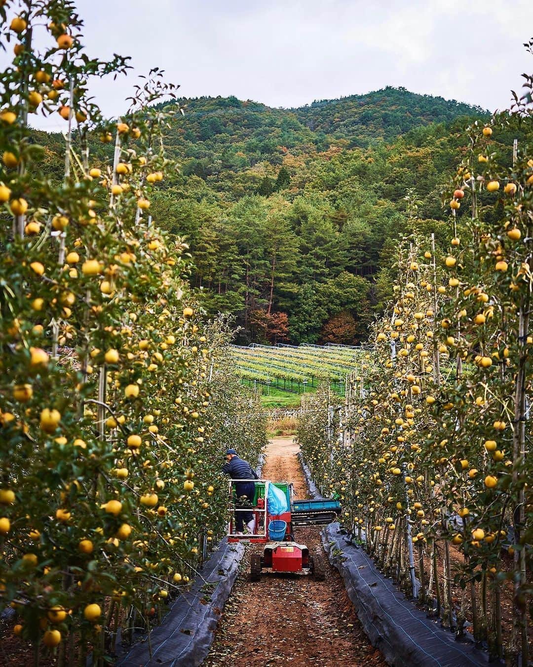 ANDERSEN アンデルセンさんのインスタグラム写真 - (ANDERSEN アンデルセンInstagram)「「りんごの収穫」　﻿ ﻿ photo by Teruaki Kawakami﻿ ﻿  アンデルセンファームで育てている﻿ 5300本の3種類のりんごの木﻿ ﻿ 今年もりんごの収穫をしています。﻿ ﻿ 「土づくりから食卓づくりまで」﻿ ﻿ そんな思いで　大切に育て﻿ 丁寧に収穫された りんご﻿ ﻿ 「ファーマーズブレッド」の﻿ おいしさの秘密は﻿ このりんごを使った発酵種﻿ ﻿ ﻿ #ファーマーズブレッド ﻿ #アンデルセンファーム #アンデルセン﻿ #パン #ベーカリー #アンデルセンのパン﻿ #りんご﻿ #ヒュッゲ #デンマーク #パンのある暮らし ﻿ #パンのある生活 #パンスタグラム #パン大好き ﻿ #andersen #bread #bakery #hygge ﻿ #denmark #breadlover #hyggelife #🇩🇰」11月7日 17時44分 - andersen_official_jp