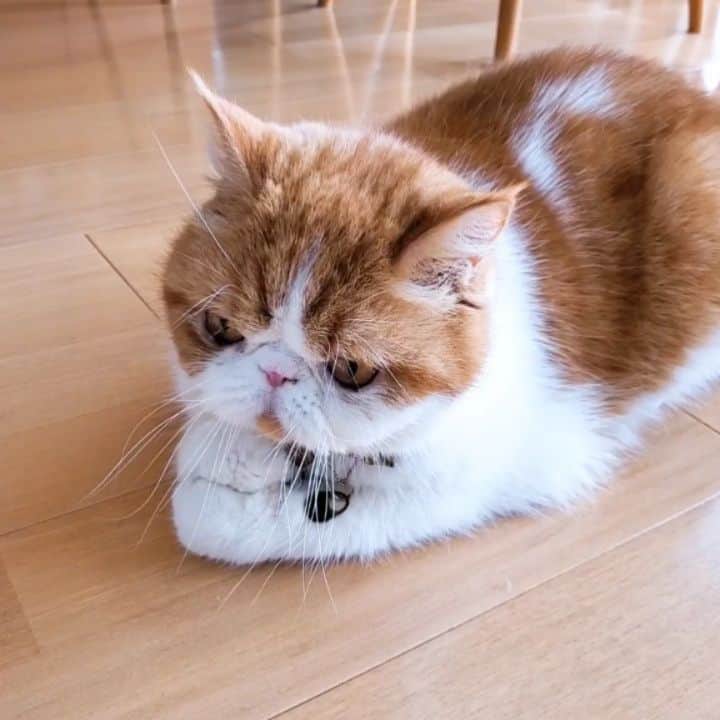 のインスタグラム：「🐯♥️ poppoだいすきにゃぽよー♥️ * にゃんこ手芸部(@chibo_burger )からの お届け物✨ ぽっちゃんのpoppo愛がすごくて(笑)😂 ぎゅってしすぎて ふわふわpoppoが見えない(笑) 大事に抱えてけりけりしてるよ😍 ちぼちゃんあんがとね🥺♥️ ・ ・ ・ #にゃんこ手芸部#猫動画#pecotv」