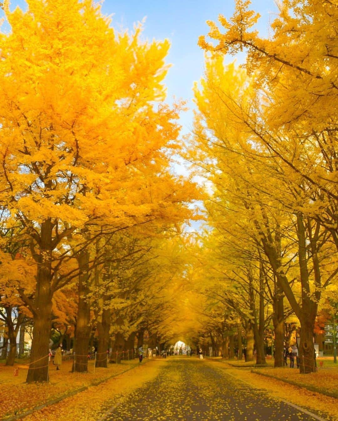 楽天トラベル さんのインスタグラム写真 - (楽天トラベル Instagram)「こんにちは😊 今日は北海道のイチョウ並木の名所をご紹介します✨ ーーーーーーーーーーーーーー 📍#北海道大学イチョウ並木 （北海道札幌市） ーーーーーーーーーーーーーー 札幌中心部に位置し、東京ドーム約38個分の広大なキャンパスを誇る北海道大学。 構内には約380mのイチョウ並木があり、10月下旬～11月上旬の見頃の時期には黄金色に輝く美しい光景が広がります。 ーーーーーーーーーーーーーー Special Thanks💓 📸Photo by @wing_9_9  📌ご旅行やおでかけの際は、事前にお住まいの地域や旅行先の情報を確認しご計画をお願いいたします ーーーーーーーーーーーーーー 旅先で出会った美しい風景や素敵な旅館などを  #rakutentravel を付けてぜひシェアしてください😊 このアカウントでご紹介させていただきます💗 ーーーーーーーーーーーーーー  #楽天トラベル #旅行好きな人と繋がりたい #旅したくなるフォト #旅行 #国内旅行 #旅行好き #旅行好きと繋がりたい #写真好きな人と繋がりたい #旅好き女子 #旅行好き女子 #travel #trip #japan #たびすたぐらむ #日本の景色 #日本の絶景 #お出かけスポット #お出かけ #絶景 #北海道大学 #イチョウ #イチョウ並木 #紅葉 #北海道 #北海道観光 #北海道旅行」11月7日 18時00分 - rakutentravel