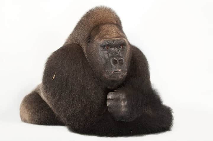 のインスタグラム：「Photo by @joelsartore / Gorillas like Lamydoc @gladysporterzoo share 98.3% of their genetic code with us, making them one of our closest relatives. While western lowland gorillas are the most numerous of all gorilla species, they are still listed as critically endangered. The spread of Ebola as well as the poaching of gorillas for bushmeat and their capture for the pet trade have all contributed to the decline of this great ape. As human populations continue to grow, competition for resources between humans and gorillas intensifies, which can result in heightened conflict. However, communities living near gorillas see ecotourism as a reason to protect the species and its habitat, as increased tourism creates jobs for people in surrounding villages and supports the local economy. To see more species featured in the Photo Ark, follow me @joelsartore. #PhotoArk #savetogether」