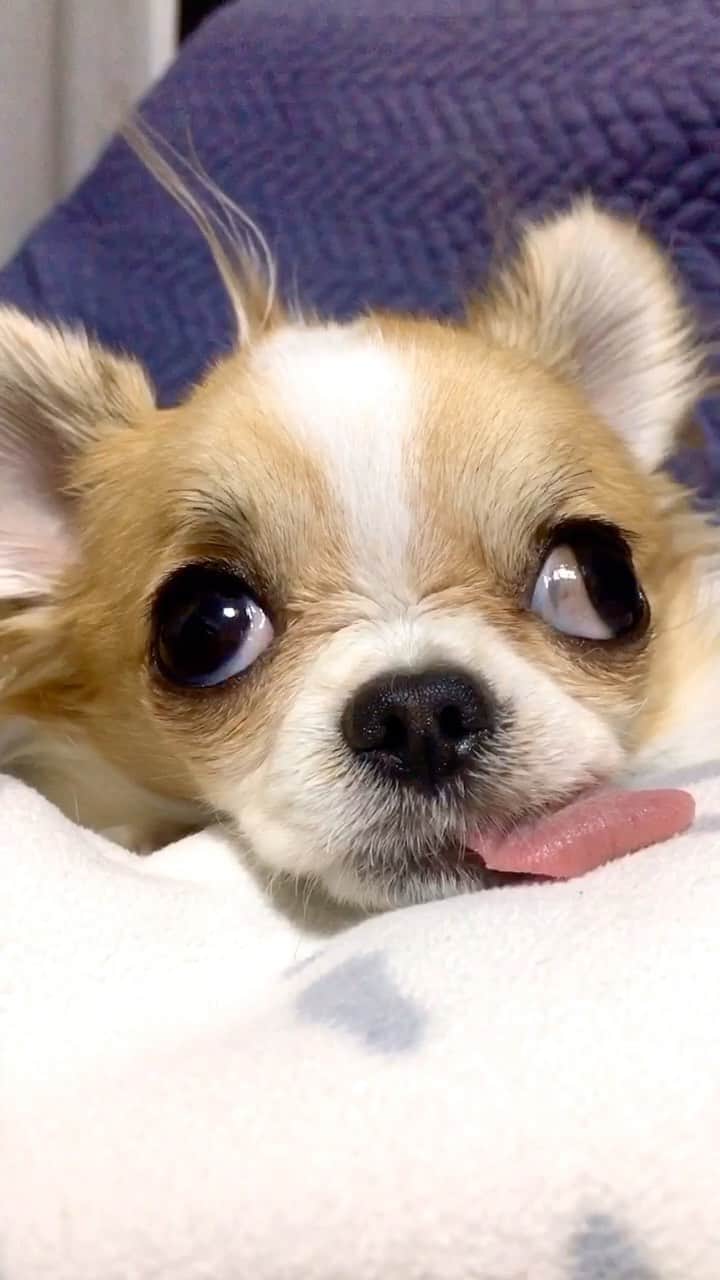 ちまのインスタグラム