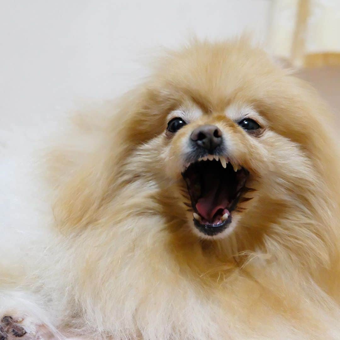 Hanaさんのインスタグラム写真 - (HanaInstagram)「弟は、お姉の尻尾専属トリマー 😼💇‍♀️💈✨ * 尻尾の毛を爪でといだり 舐めたりしてる時は良いけど 噛みちぎって 勝手に短くするのは困る… * お姉、激おこ * 🐶💢 「やめて！！ 女の命を！！」 * * ブログ更新しました♪ http://kedamakyoudai.blog.jp/ #NorwegianForestCat#Pomeranian#japan#catlover#doglover#dogs#cat#Kawaii#fluffy#pom#fluffydog#catsofinstagram#dogsofinstagram#fluffycat#ノルウェージャンフォレストキャット#ポメラニアン#pecoいぬ部#ペコねこ部#犬と猫のいる暮らし#かわいい#cute#cutecat#cutedog#funny#funnydog#funnycat#いぬのきもち#ねこのきもち#ライブドアインスタブロガー」11月7日 18時41分 - mofu2family