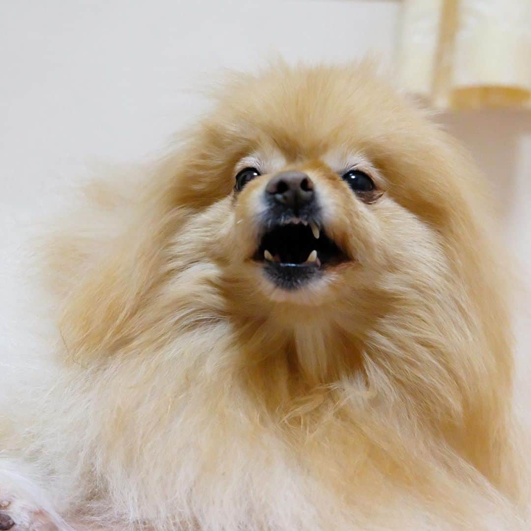 Hanaさんのインスタグラム写真 - (HanaInstagram)「弟は、お姉の尻尾専属トリマー 😼💇‍♀️💈✨ * 尻尾の毛を爪でといだり 舐めたりしてる時は良いけど 噛みちぎって 勝手に短くするのは困る… * お姉、激おこ * 🐶💢 「やめて！！ 女の命を！！」 * * ブログ更新しました♪ http://kedamakyoudai.blog.jp/ #NorwegianForestCat#Pomeranian#japan#catlover#doglover#dogs#cat#Kawaii#fluffy#pom#fluffydog#catsofinstagram#dogsofinstagram#fluffycat#ノルウェージャンフォレストキャット#ポメラニアン#pecoいぬ部#ペコねこ部#犬と猫のいる暮らし#かわいい#cute#cutecat#cutedog#funny#funnydog#funnycat#いぬのきもち#ねこのきもち#ライブドアインスタブロガー」11月7日 18時41分 - mofu2family